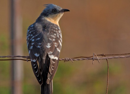 קוקייה מצויצת. צילום: רעי סגלי. מתוך מאגר ציפורי ישראל
